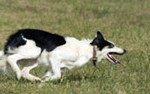 Sheep Dogs