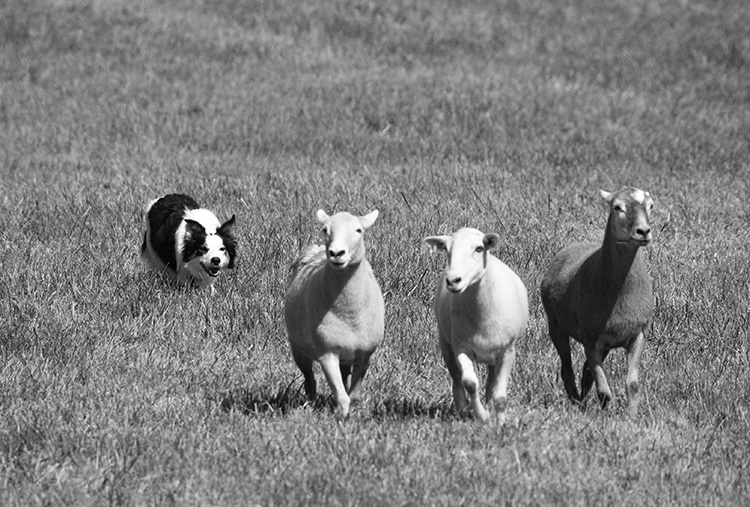 dsc_8267