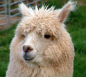 Fiber Animals