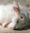 angora-bunny-3